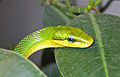 Tête de serpent ratier des mangroves