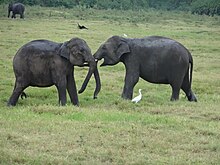 Elefanten Wikipedia