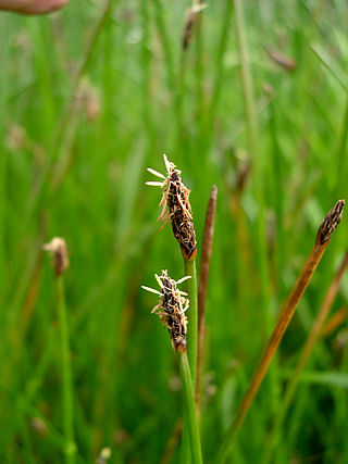 <i>Eleocharis macrostachya</i> Species of grass-like plant