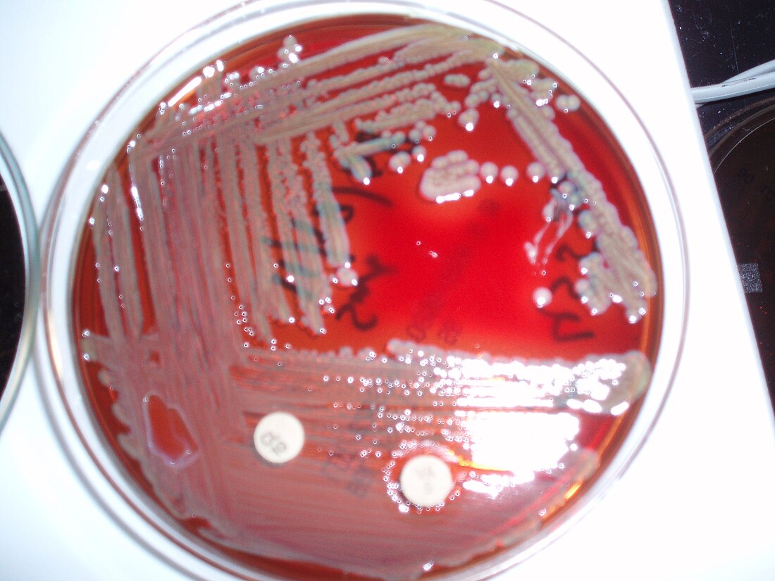 Flavobacteriales