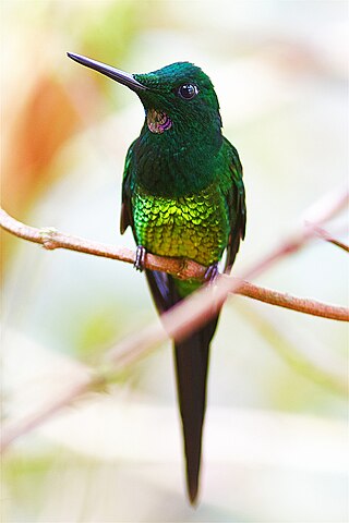 <span class="mw-page-title-main">Empress brilliant</span> Species of hummingbird