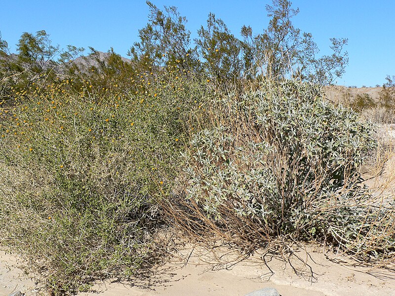 File:Encelia frutescens 6.jpg