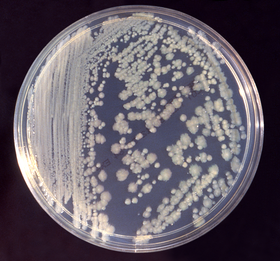 Enterobacter cloacae 01.png