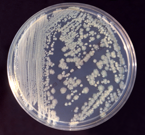 comment soigner enterobacter aerogenes