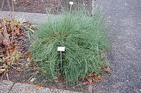 Billedbeskrivelse Ephedra gerardiana - Botanischer Garten, Dresden, Tyskland - DSC08778.JPG.