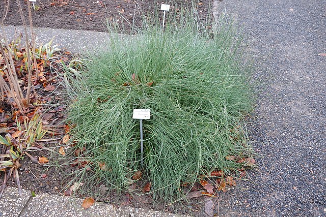 Description de l'image Ephedra gerardiana - Botanischer Garten, Dresden, Germany - DSC08778.JPG.