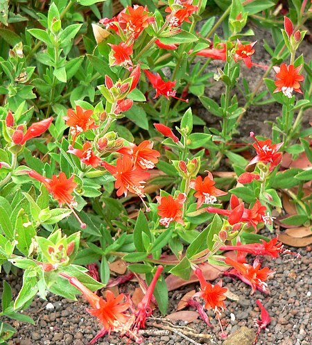 Tập_tin:Epilobium_canum_5.jpg