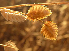 Eragrostis superba, blompakkies, Dingaanstat, a.jpg