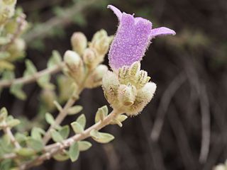 <i>Eremophila malacoides</i> species of plant