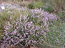 Erica herbacea1.jpg