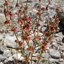 Eriogonum nidularium 2.jpg