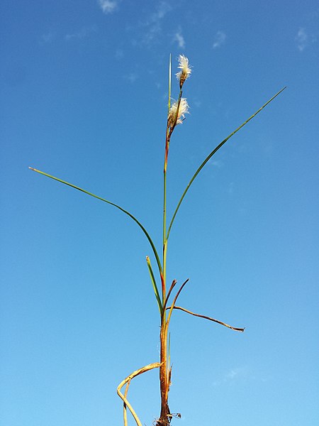 File:Eriophorum angustifolium sl3.jpg