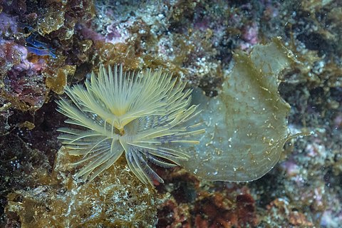 Mediterranean fanworm (Sabella spallanzanii), Arrábida Natural Park, Portugal