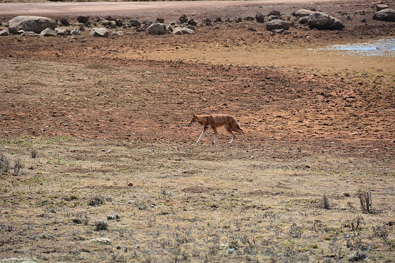 File:Ethiopian Wolf (16317954205).jpg