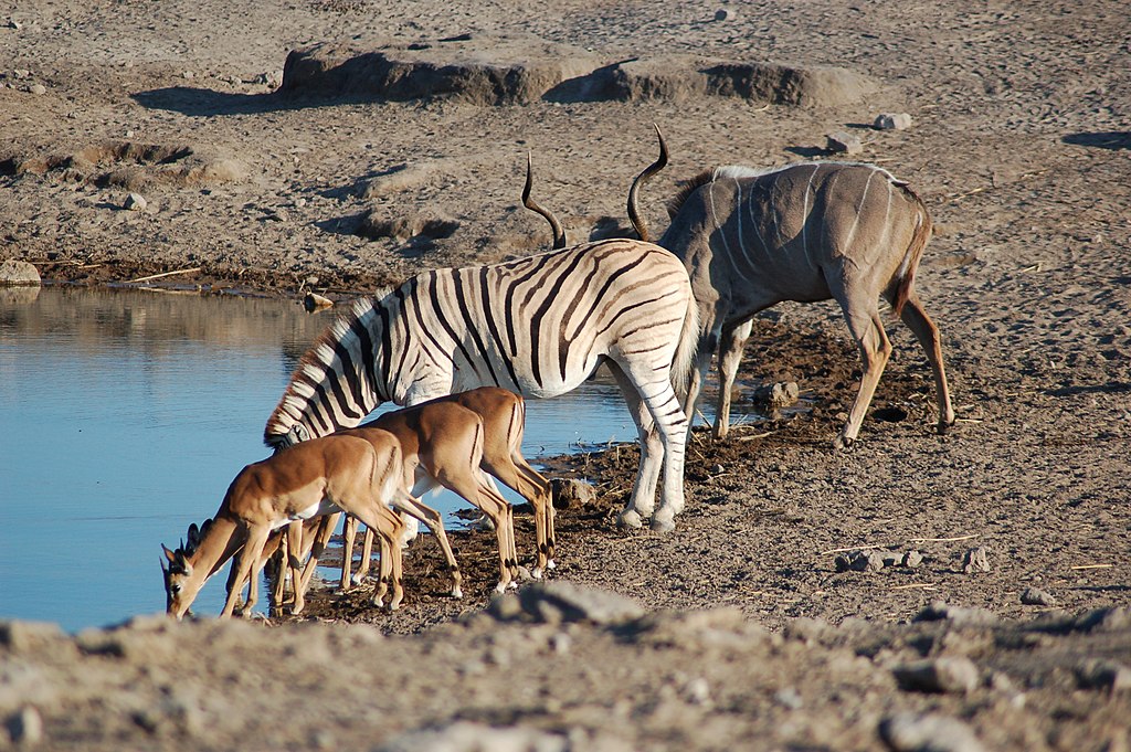 Etosha National Park, Namibia (2856072100)