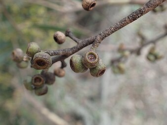 fruit Eucalyptus cameronii fruit.jpg