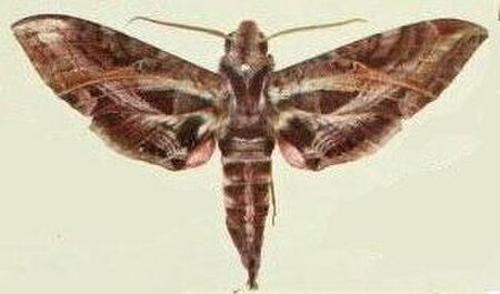 Eumorpha_drucei