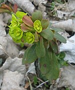 Euphorbia amygdaloides 2 bgiu.jpg