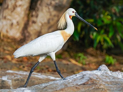 Eurasian spoonbill (Platalea leucorodia), Ranganathittu Bird Sanctuary, India