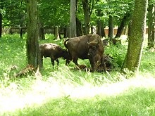 European bison with juvenile in the Bialowieza Forest EuropeanBisonJuly2014.jpg