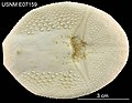 Eurypatagus ovalis (USNM E7159) 001.jpeg