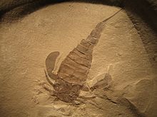 Eurypterus remipes.jpg