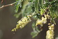 Faidherbia albida in Namibia