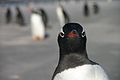 Falkland Islands Penguins 63.jpg