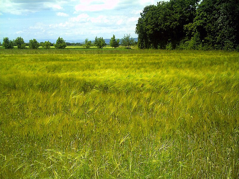 File:Farming Gerste - Foxtail Barley - panoramio (1).jpg