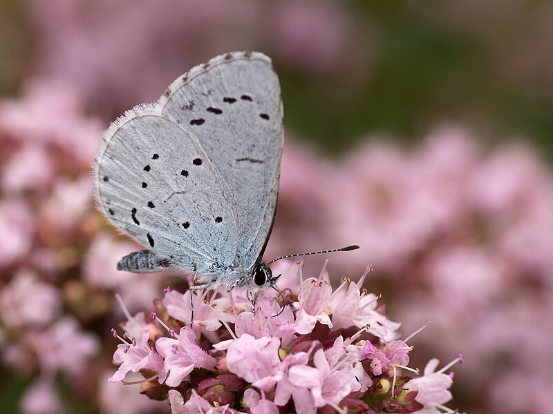 File:Faulbaum-Bläuling Celastrina argiolus auf Oregano Origanum vulgare Thüngen005.jpg