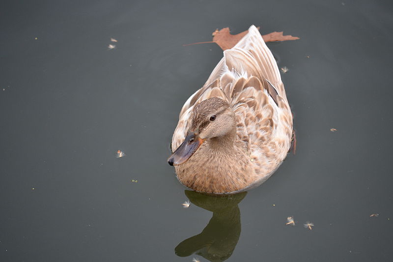 File:Female Mallard with Light Colors (5583073158).jpg