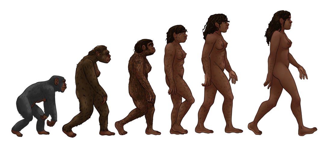 Evolución humana