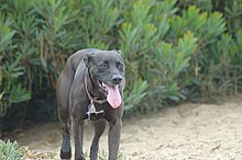 Six-year old female American Pit Bull Terrier and Labrador mix Female pitador.jpg