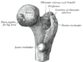 Anatomie proximaal femur Neck = femurhals/collum femoris. Greater trochanter = grote trochanter/ trochanter major. Lesser trochanter = kleine trochanter/trochanter minor. Head = kop van het dijbeen/ femurkop