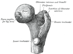 Oberschenkelknochen: Anatomie, Winkel, Erkrankungen