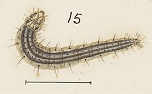 Illustration of larva. Fig 15 MA I437602 TePapa Plate-III-The-butterflies full (cropped).jpg