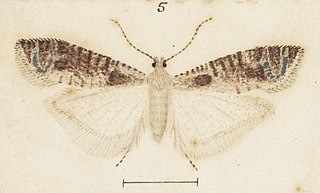 <i>Holocola dolopaea</i> Species of moth endemic to New Zealand