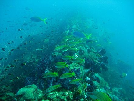 Fish life swarming over the wreck of the Yongala