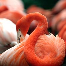 Flamingo National Zoo.jpg