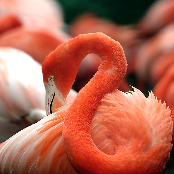 File:Flamingo National Zoo.jpg