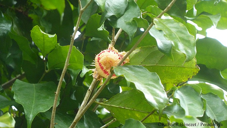 File:Fleur de N. imperialis (Chapeau de Napoleon).jpg