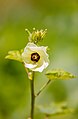 * Nomination: Yellow flower with a bee collecting pollen (by ZOUNON Fernando) --Adoscam 13:26, 24 August 2023 (UTC) * * Review needed