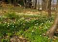 Flickr - Per Ola Wiberg ~ mostly away - Vitsippor ~ wild flowers.jpg