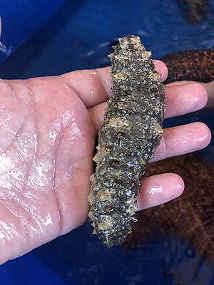 Florida Sea Cucumber Holothuria floridana.jpg