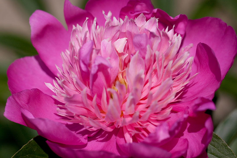 File:Flower, Herbaceous peony "Satsuki" - Flickr - nekonomania.jpg