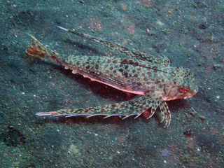 Spotwing flying gurnard Species of fish