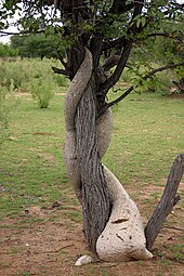 gruba, blada łodyga wijąca się wokół drzewa