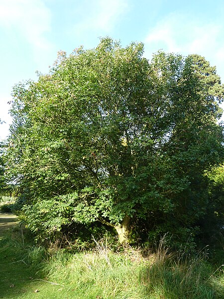 File:Fraxinus ornus (Oleaceae) plant.JPG