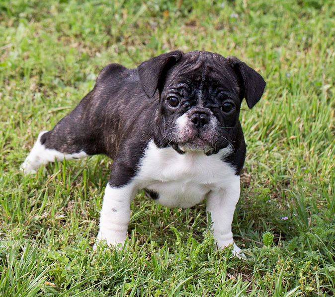 File:French Bulldog puppy 259A4145.jpg