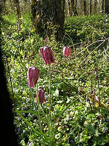 Snake's head fritillary (Fritillaria meleagris)